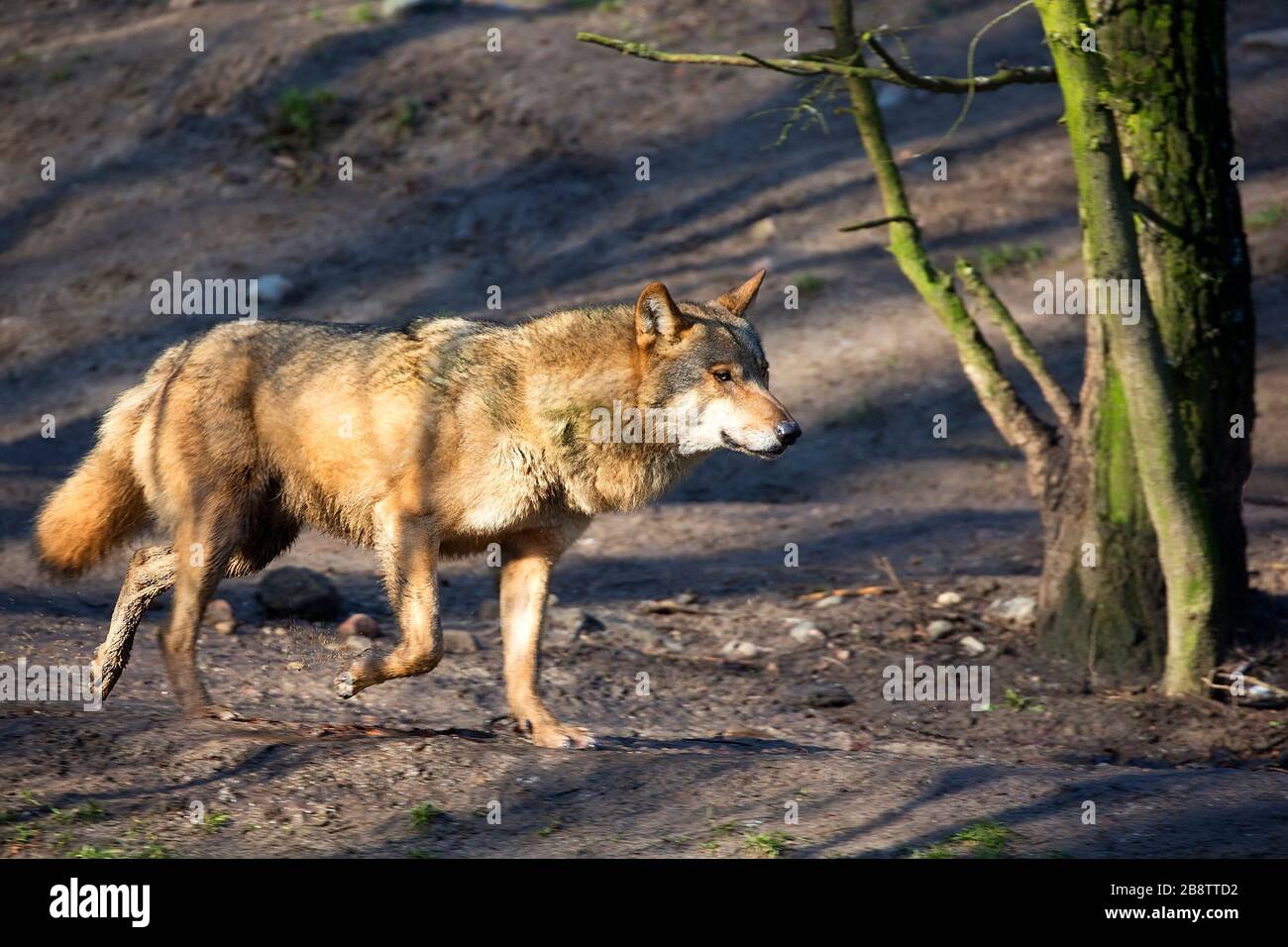 Wolf im Wald auf der Flucht Stockfoto