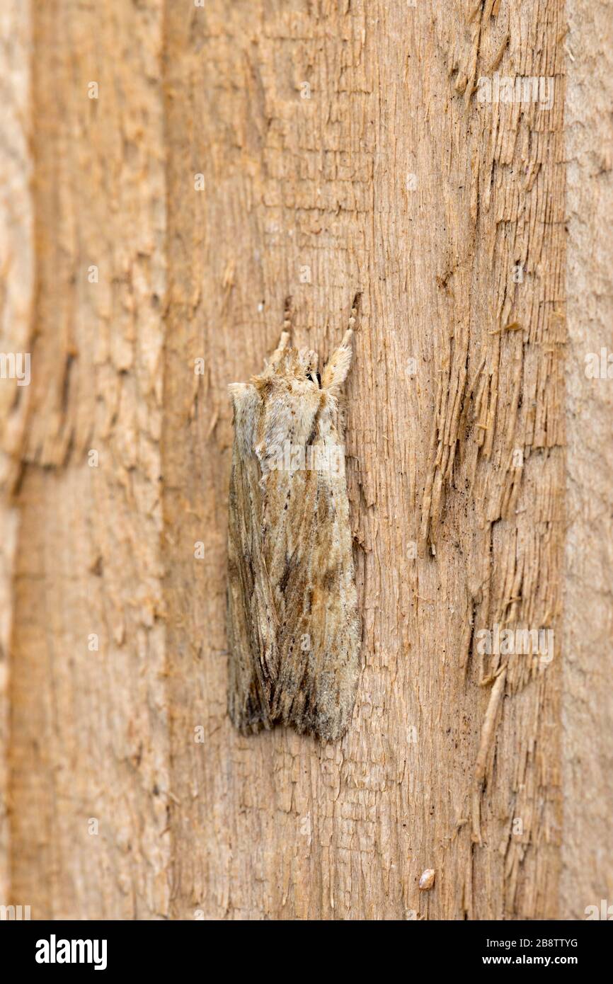 Pale Ritzel Moth; Lithophan Socia; auf Holz; Großbritannien Stockfoto