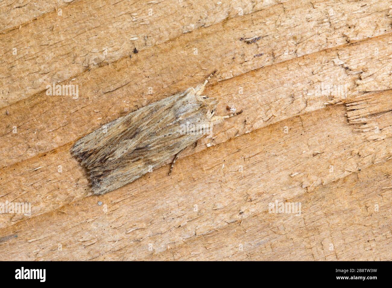 Pale Ritzel Moth; Lithophan Socia; auf Holz; Großbritannien Stockfoto