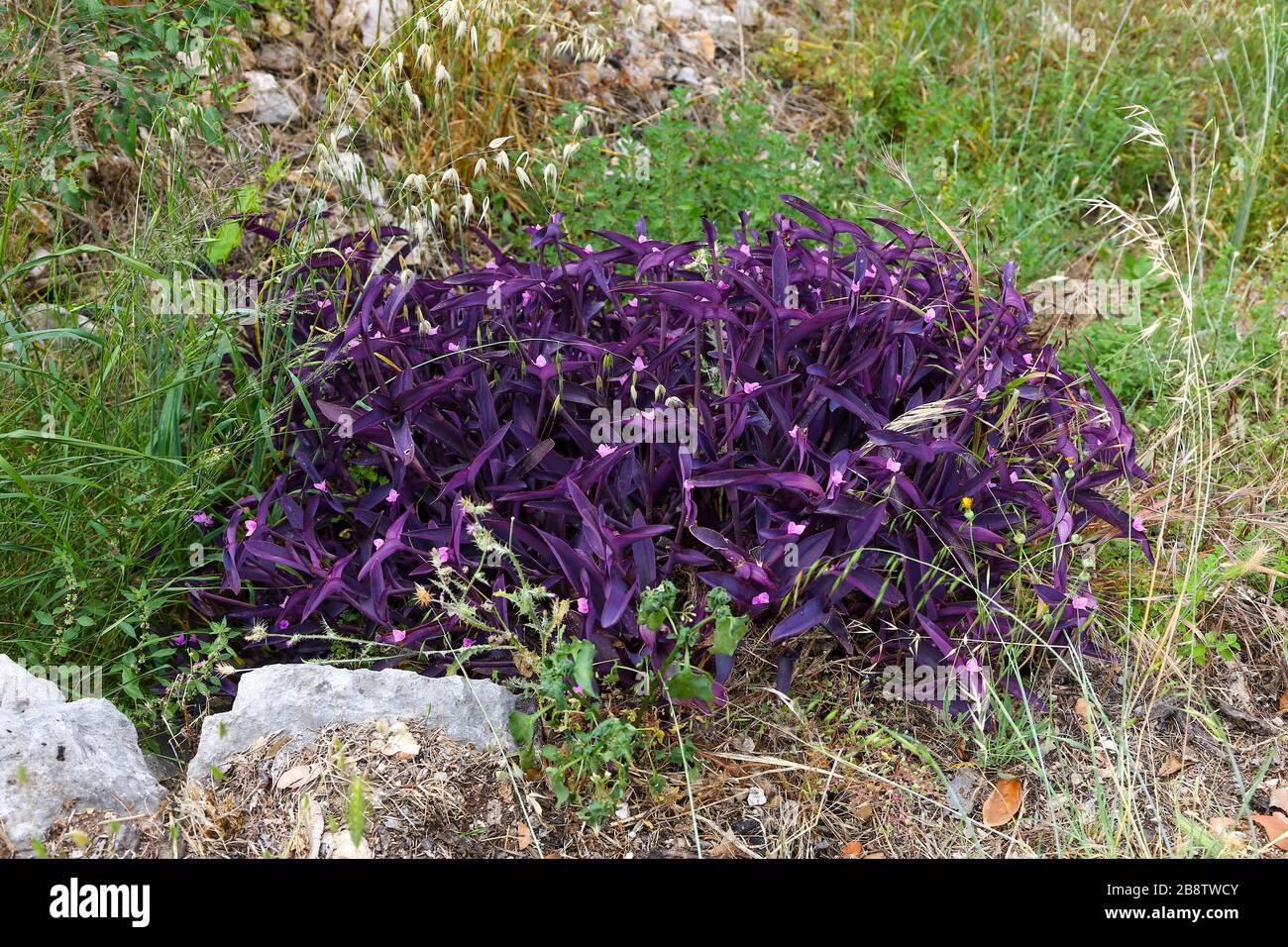 Lila Herz (Tradescantia pallida) mit lila Blättern und rosa Blüten, auch genannt Spiderwort, wächst wild in Kroatien. Stockfoto