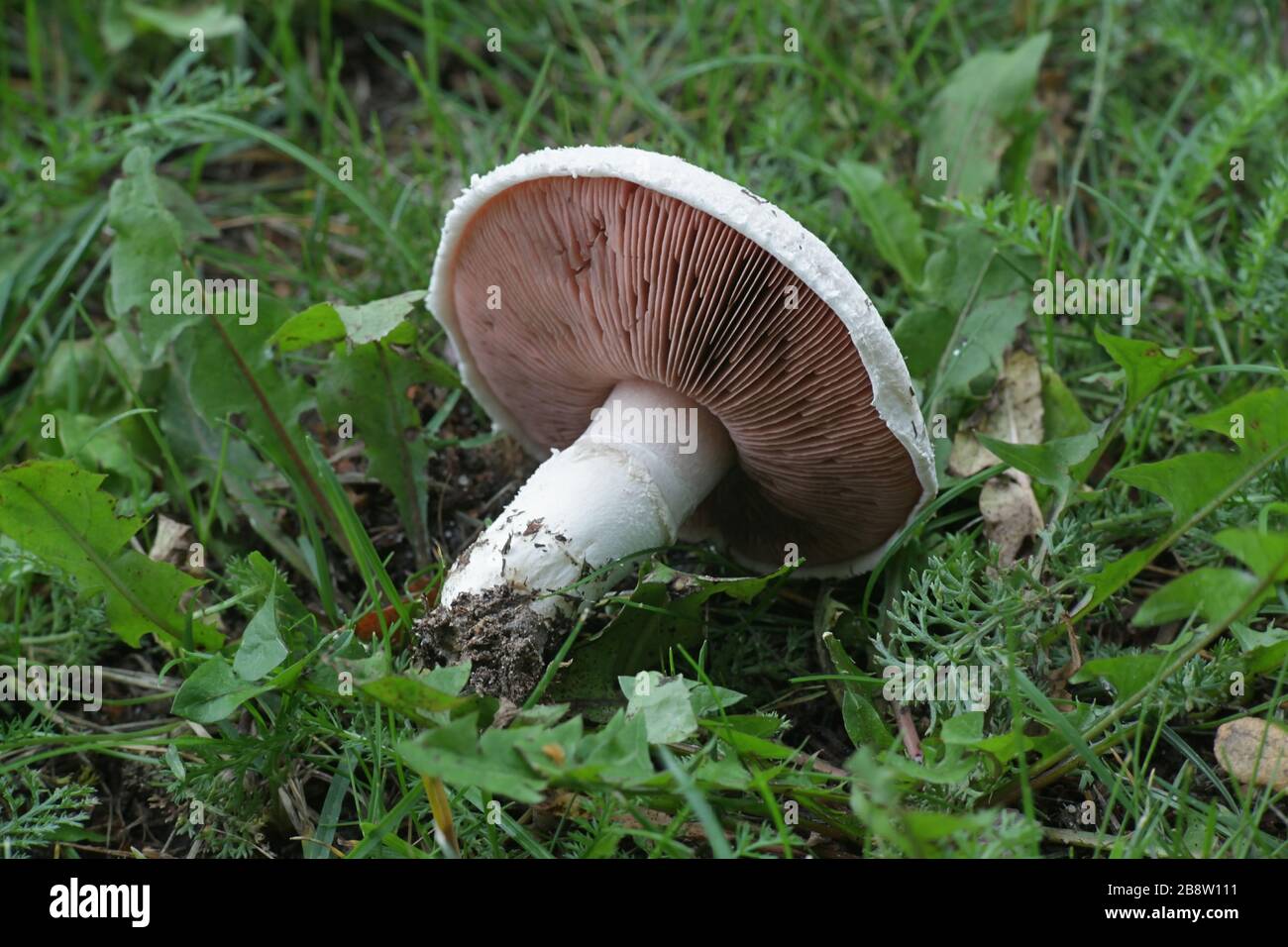 Agaricus campestris, im Allgemeinen Feldpilz oder in Nordamerika Wiesenpilz, wilder Speisepilz aus Finnland Stockfoto