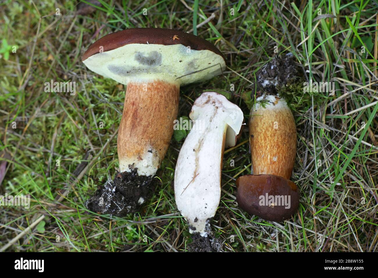 Imleria Badia, bekannt als die Bucht bolete, wilde Pilze aus Finnland Stockfoto