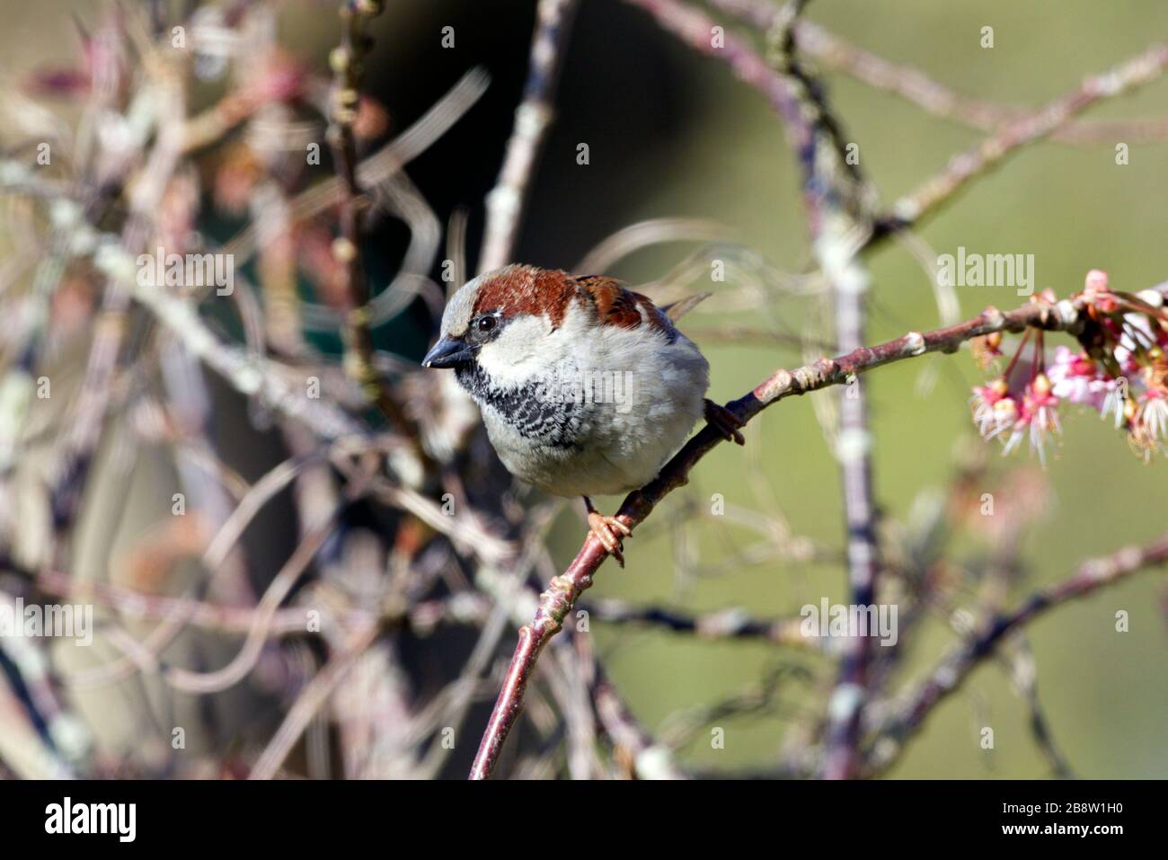 Wetter in Großbritannien. Ein Hausspatzen (Passer domesticus) sonnt sich heute Morgen in East Sussex, Großbritannien. Quelle: Ed Brown/Alamy Live News Stockfoto