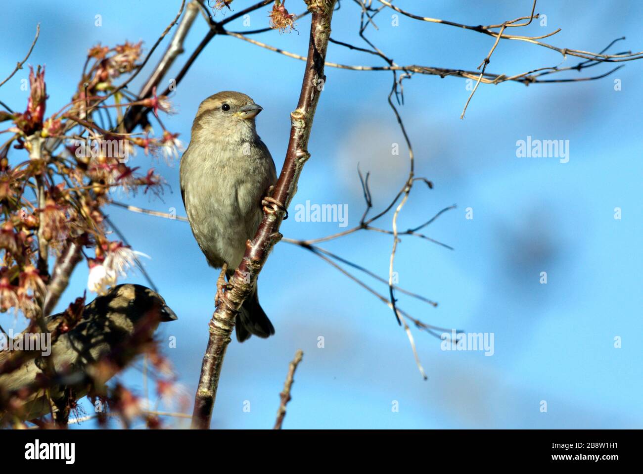 Wetter in Großbritannien. Ein Hausspatzen (Passer domesticus) sonnt sich heute Morgen in East Sussex, Großbritannien. Quelle: Ed Brown/Alamy Live News Stockfoto