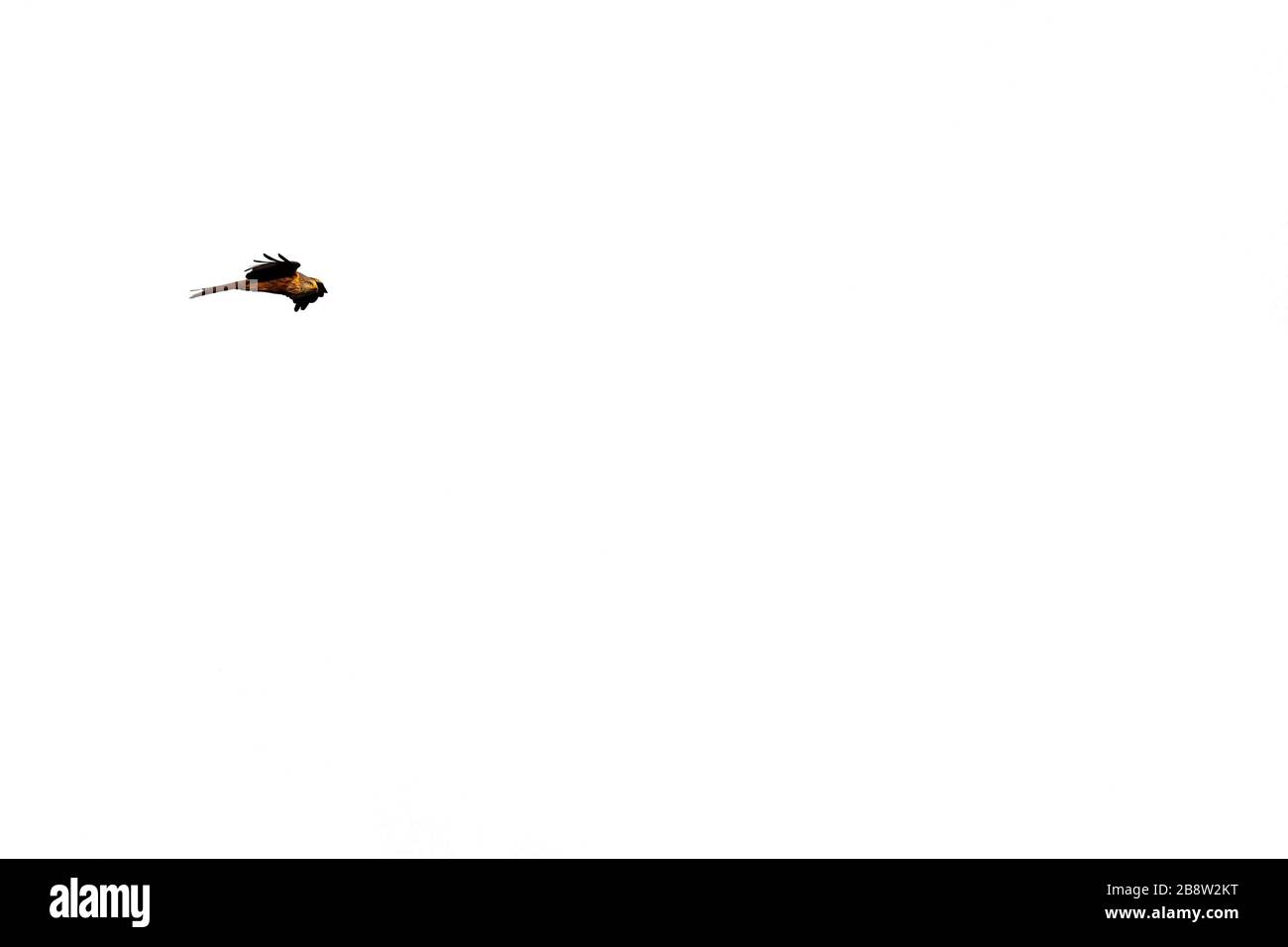 Drachenvogel flieht vor weißem Hintergrund mit offenen Flügeln Stockfoto