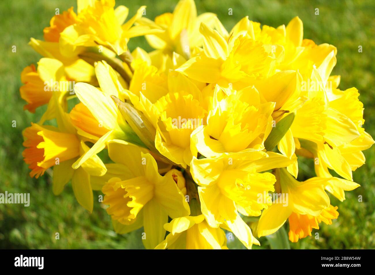 An einem Frühlingmorgen in einem Garten ein schrillen Haufen Narzissen aufstehen Stockfoto