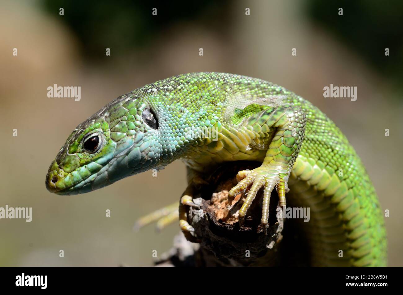 Porträt der westgrünen Lizard, Lacerta bilineata, in Südfrankreich Stockfoto