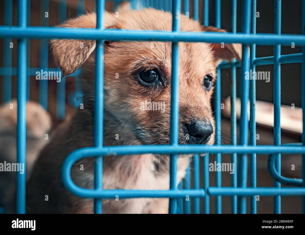 Traurig Welpen im Tierheim hinter Zaun darauf warten, gerettet und zum neuen Haus angenommen werden. Unterstand für Tiere Konzept Stockfoto