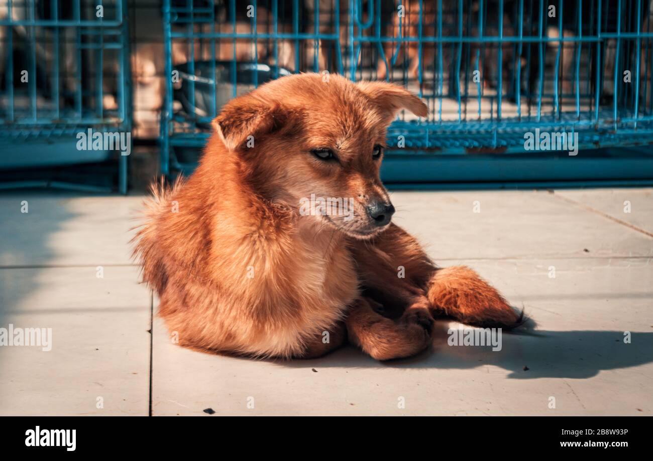 Einsamer streunender Hund, der im Unterschlupf auf dem Boden liegt, hungrig elendes Leben erleidet, Obdachlosigkeit. Tierschutzkonzept Stockfoto