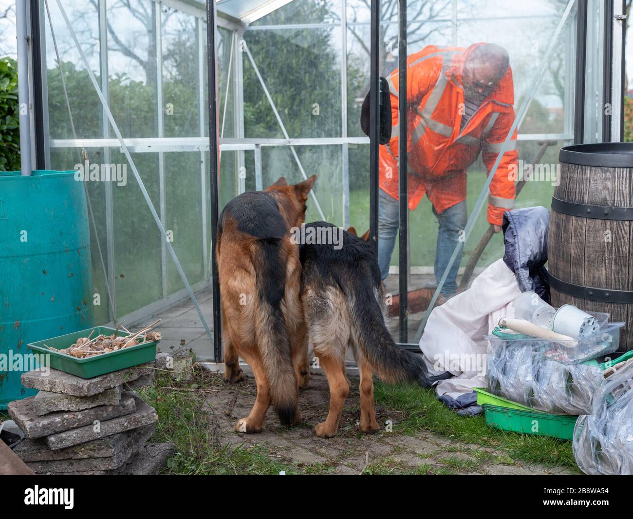 Porträt einer zwei deutschen Shepherds, Hunde, beobachten Sie, wie ein Mann im Gewächshaus aufsäubert Stockfoto