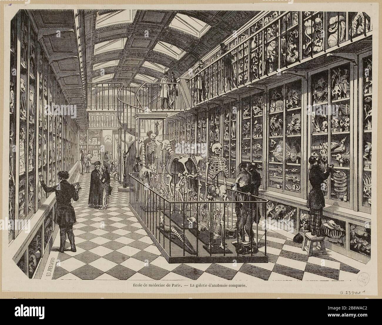 Die Galerie der vergleichenden Anatomie. Stockfoto