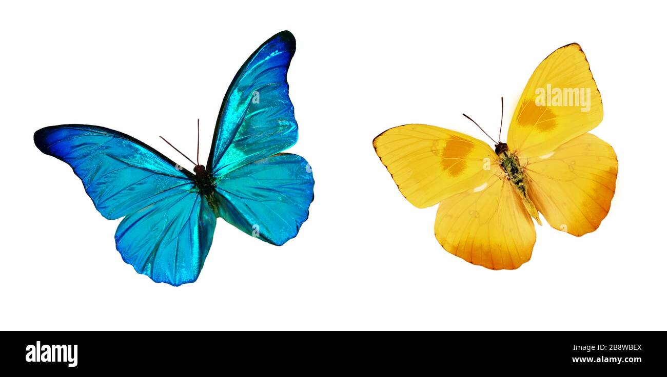 Set mit wunderschönen blauen und gelben Schmetterlingen. Schmetterling NYMPHALIDAE und Schmetterling Phoebis philea mit ausgebreiteten Flügeln und im Flug. Stockfoto