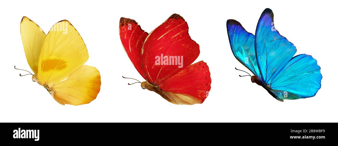 Set mit schönen blauen, gelben und roten Schmetterlingen. Cymothoe excelsa isoliert auf weißem Hintergrund. Schmetterling NYMPHALIDAE und Schmetterling Phoebis philea Stockfoto