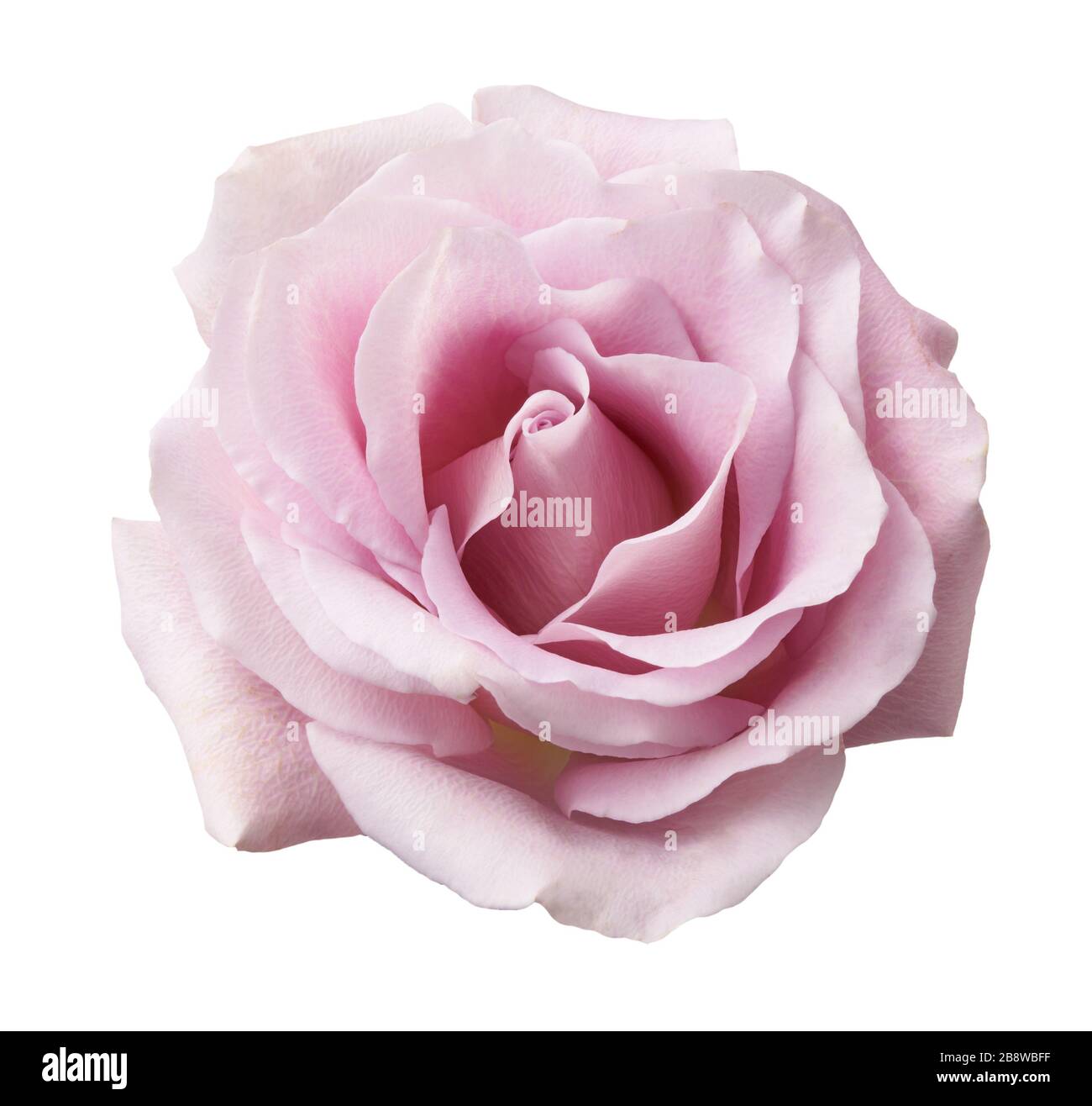 Schöne Rosenblüblume isoliert auf weißem Hintergrund. Stockfoto