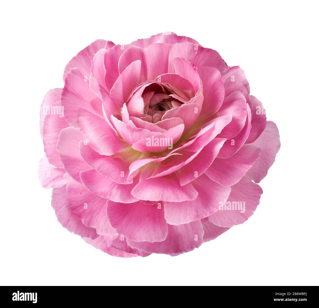 Ranunculus Blume isoliert auf weißem Hintergrund. Draufsicht auf die schöne rosafarbene Butterblume. Stockfoto