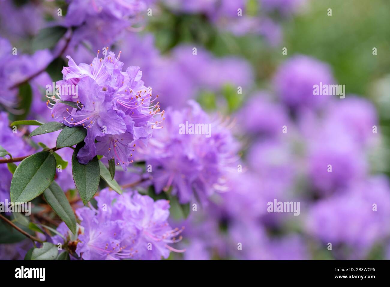 Mauve-Blau-Blumen von Rhodendron Augustinii "Electra" AGM Stockfoto