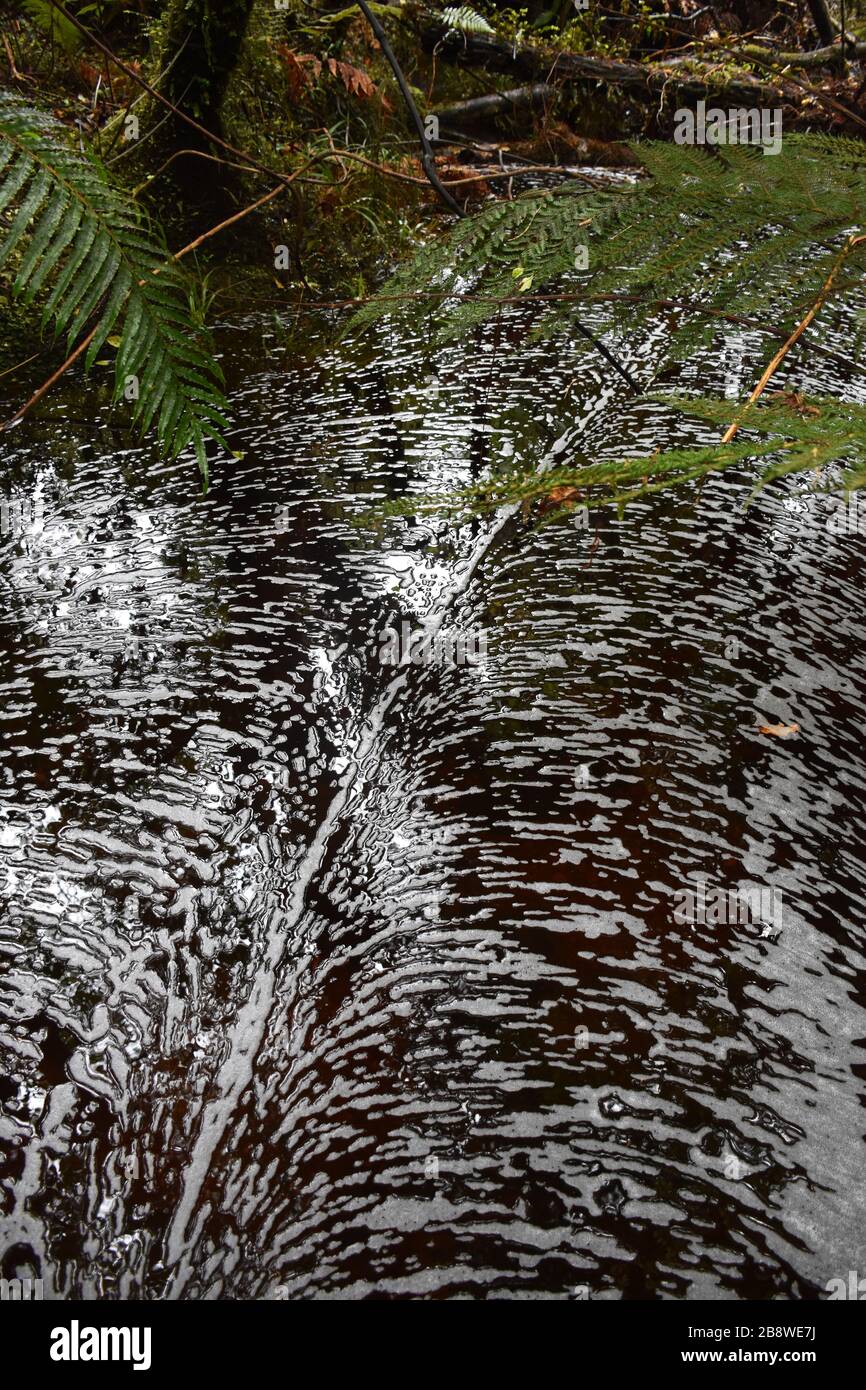 Schaum auf einem Wasserstrom, der Farnmuster bildet Stockfoto