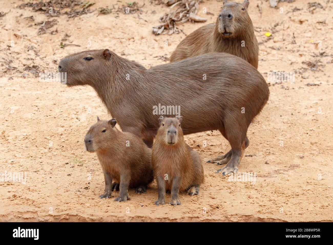 Junger capybara Fotos und Bildmaterial in hoher Auflösung Alamy