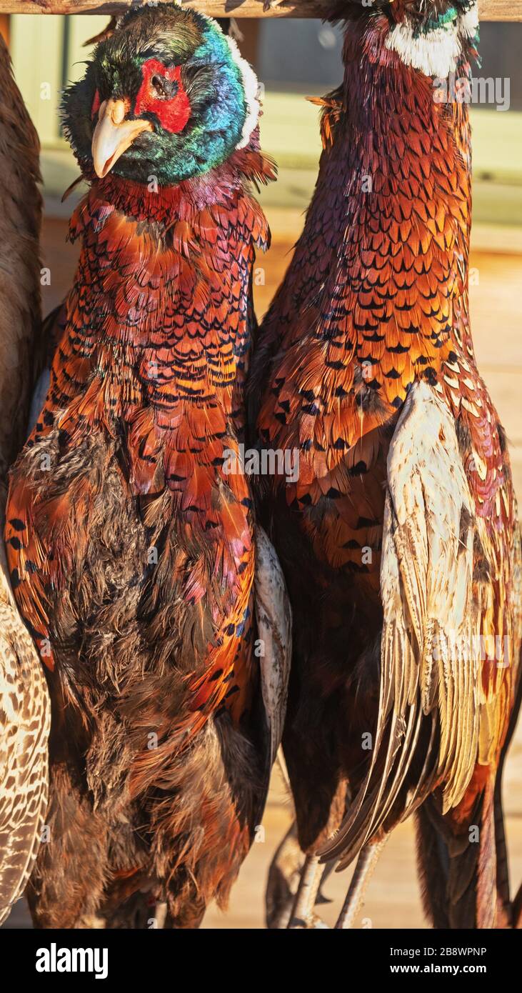 Fasane ( Phasianus colchicus ) hingen außerhalb einer Metzgerei in Devon UK Stockfoto