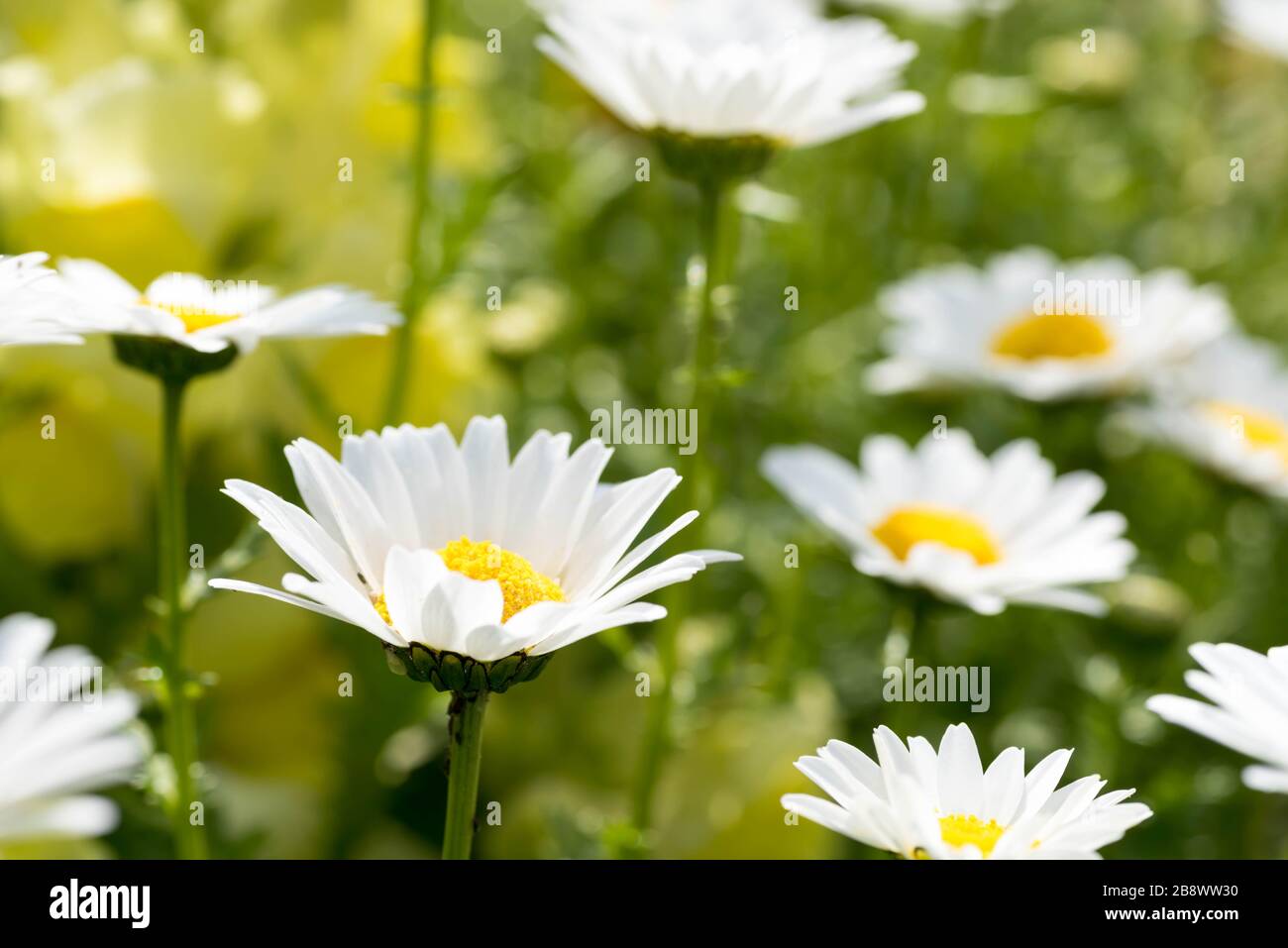 Schöne Makroaufnahme des weißen Gänsegartens in Englisch. Nahaufnahme. Stockfoto