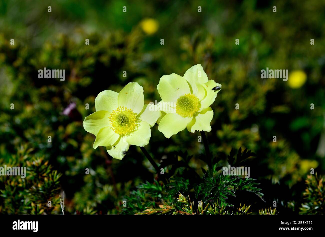 Österreich, Tyrol, alpine Passeblume alias alpine Anemone Stockfoto