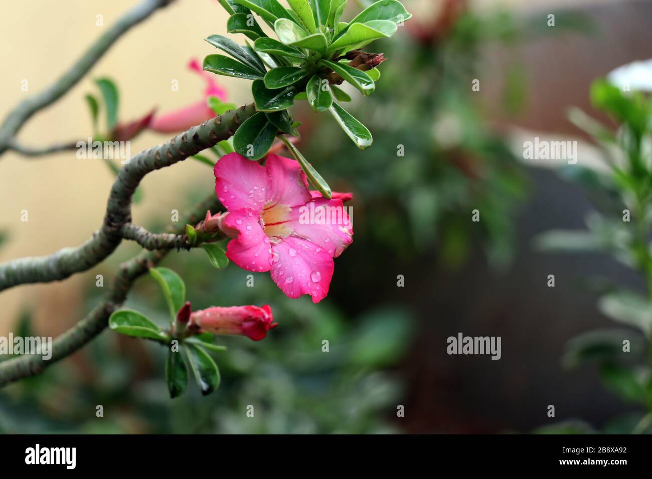 Eine schöne rosafarbene Wüstenrosette mit glänzenden Regentropfen, botanischer Name von adenium obesum Stockfoto