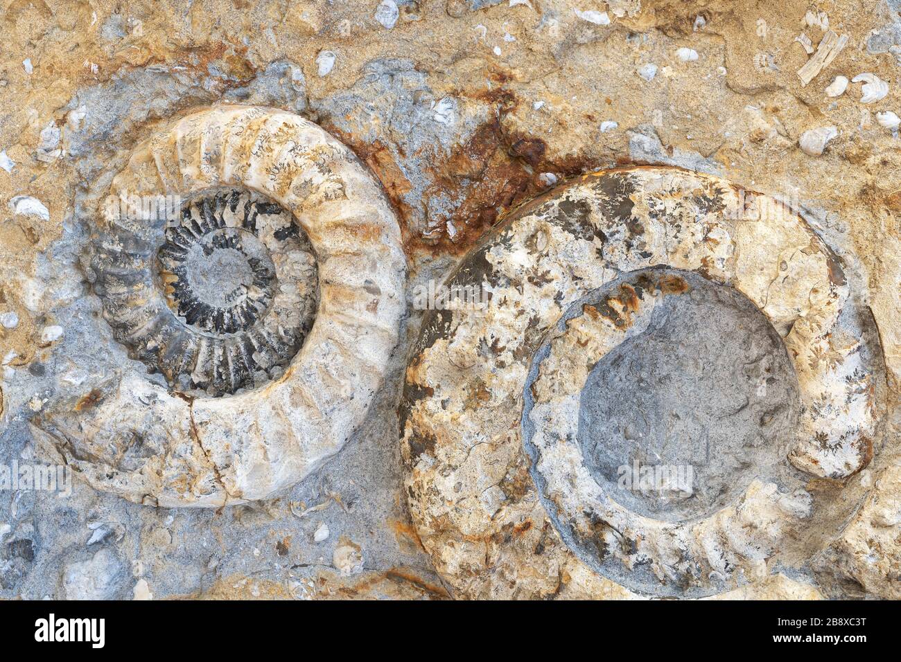 Zwei versteinerte Ammoniten-Fossilien Stockfoto