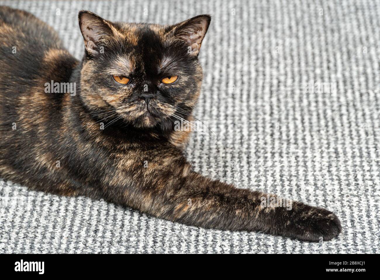 Schlafende Katze auf dem Teppich Stockfoto