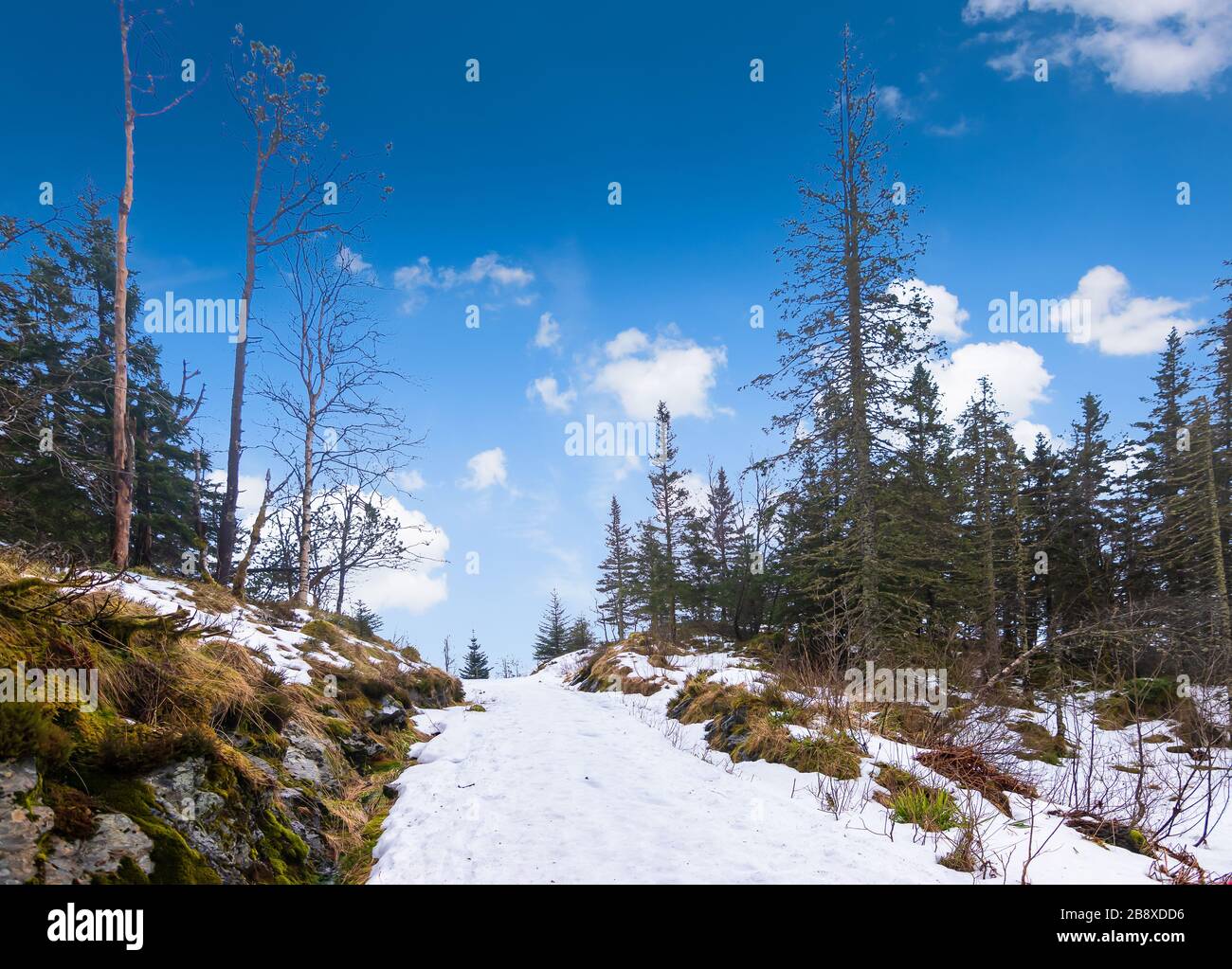 Bergen Mt Floyen, Norwegen. Waldschneelandschaft mit Wanderweg im Winter. Stockfoto