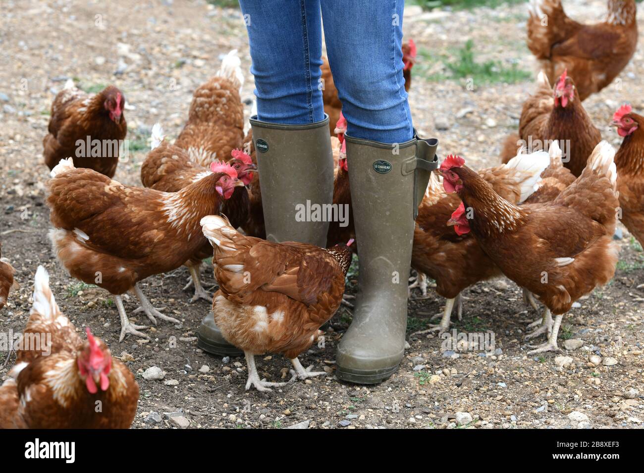 Ein Geflügelzüchter, der Gummistiefel trägt, die in einer Menge von Futterhennen auf einer Geflügelfarm in Oxfordshire laufen. Stockfoto