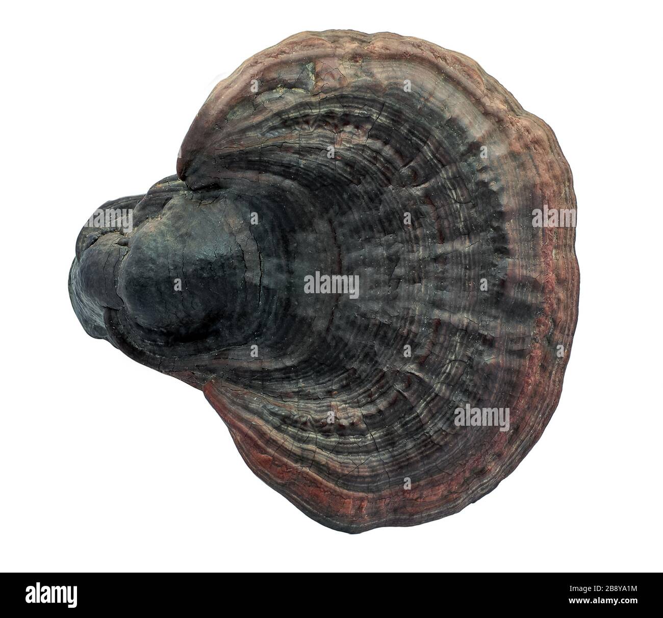 Lingzhi-Pilz isoliert auf weißem Hintergrund Stockfoto
