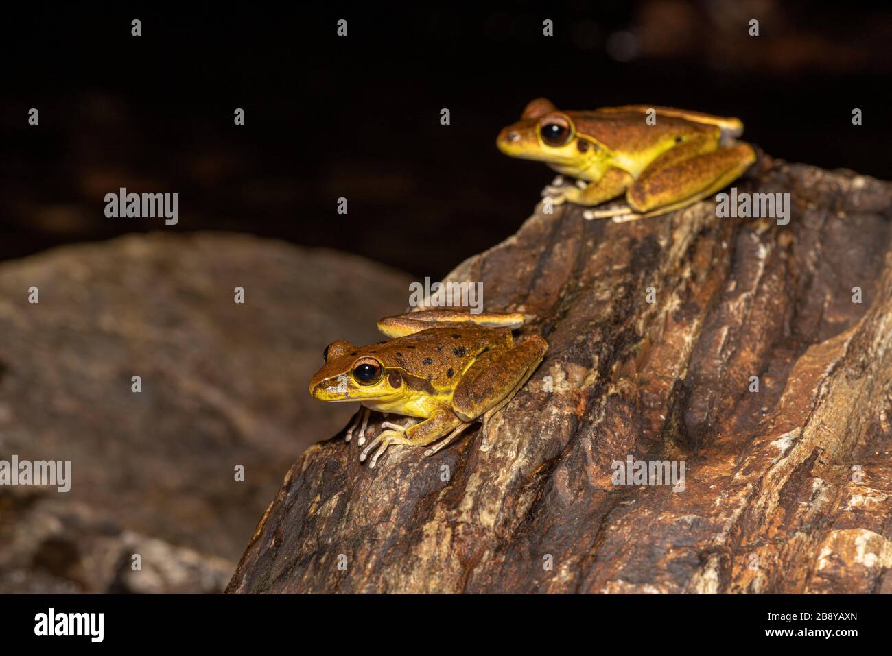 Nördliche steinige Bachfrösche (Litoria jungguy) in der Nähe von Wasser nachts im Regenwald von Queensland, Australien Stockfoto