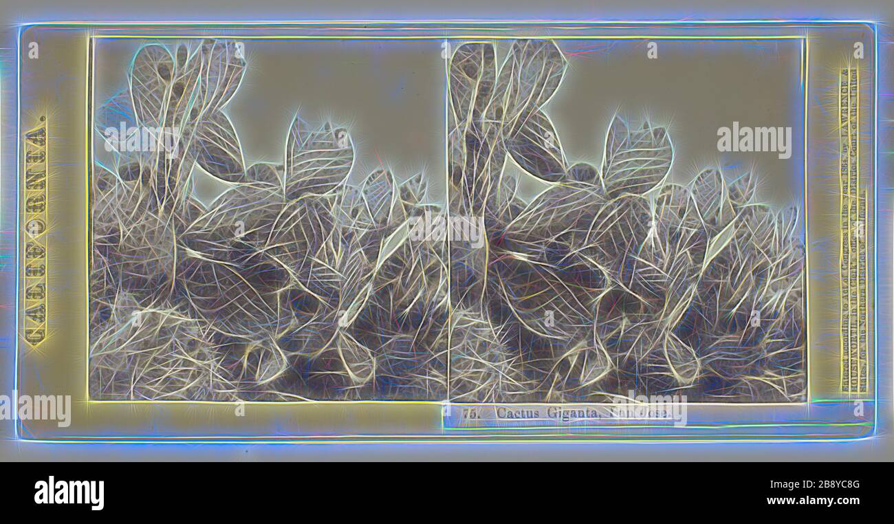 Cactus Giganten, San Jose, 1864, Lawrence & Houseworth, amerikanisch, aktive 1860-er, Vereinigte Staaten, Albumen-Druck, Stereo, Nr. 75 aus der Serie California, neu von Gibon vorgestellt, Design von warmem, fröhlichem Leuchten von Helligkeit und Lichtstrahlen. Klassische Kunst mit moderner Note neu erfunden. Fotografie, inspiriert vom Futurismus, die dynamische Energie moderner Technologie, Bewegung, Geschwindigkeit und Kultur revolutionieren. Stockfoto
