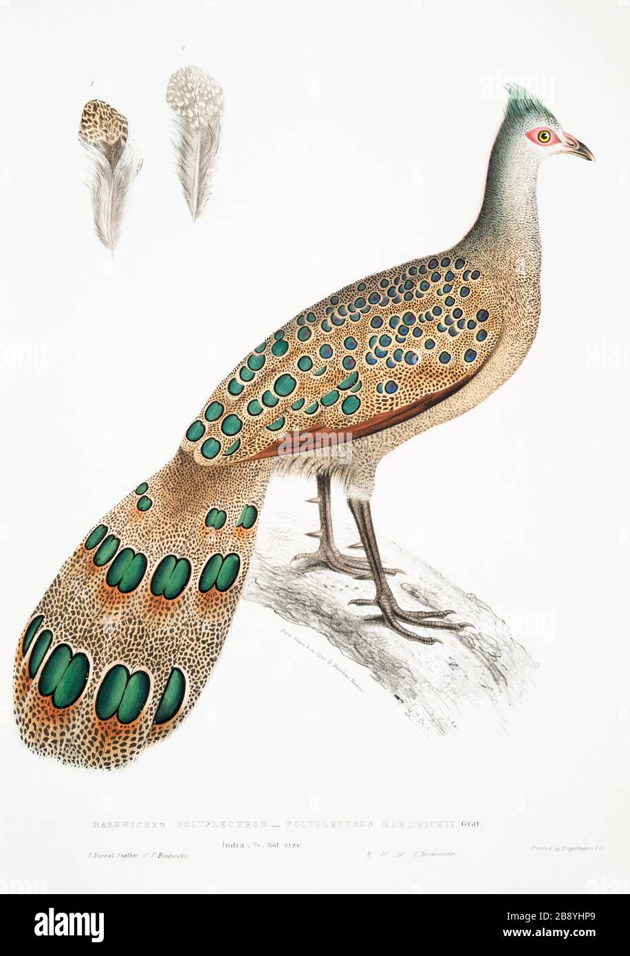 Vintage Animal Zoological Illustration Kunstplatte aus Illustrationen der indischen Zoologie (1830-1834) von John Edward Gray (1800-1875) Stockfoto