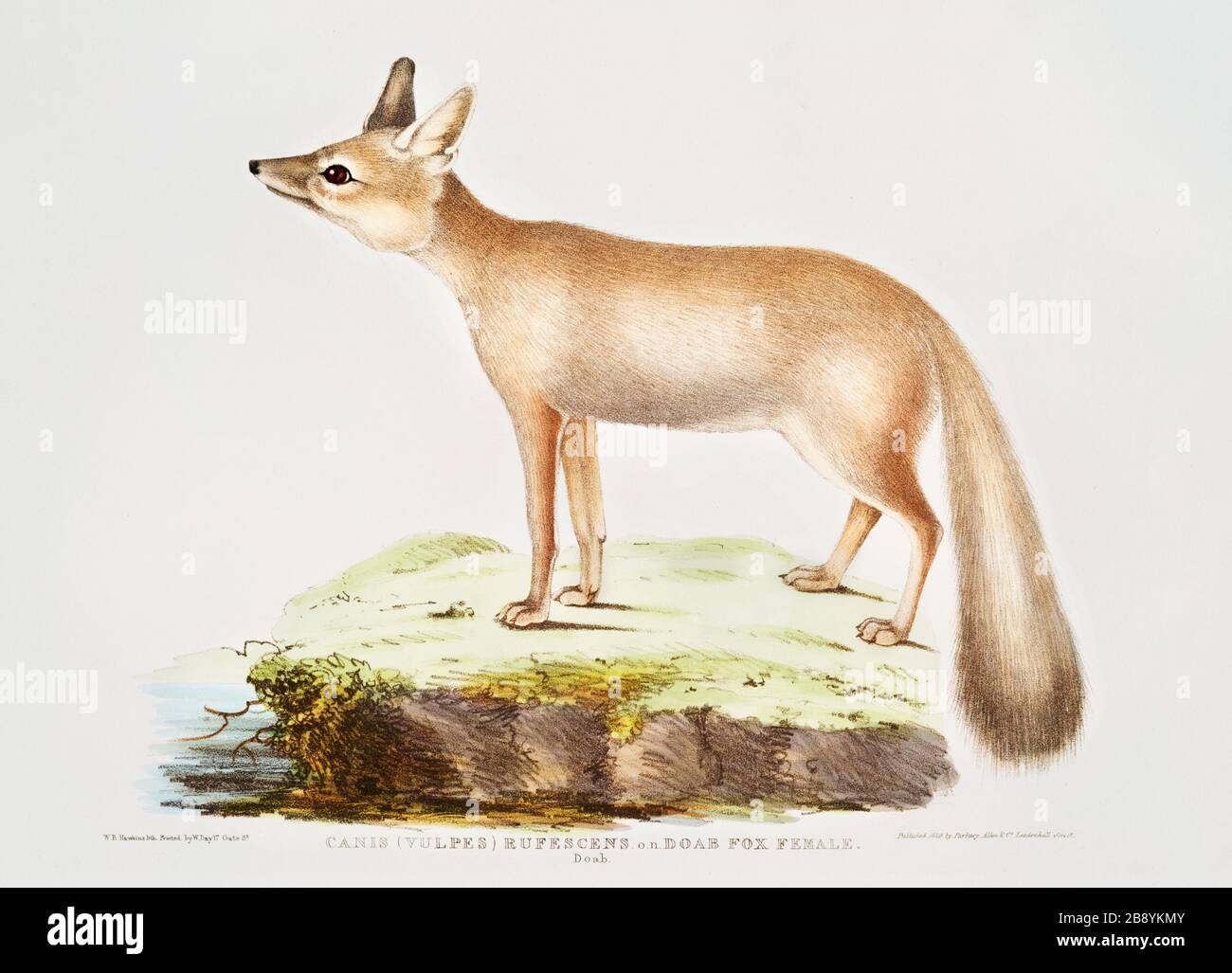 Vintage Animal Zoological Illustration Kunstplatte aus Illustrationen der indischen Zoologie (1830-1834) von John Edward Gray (1800-1875) Stockfoto