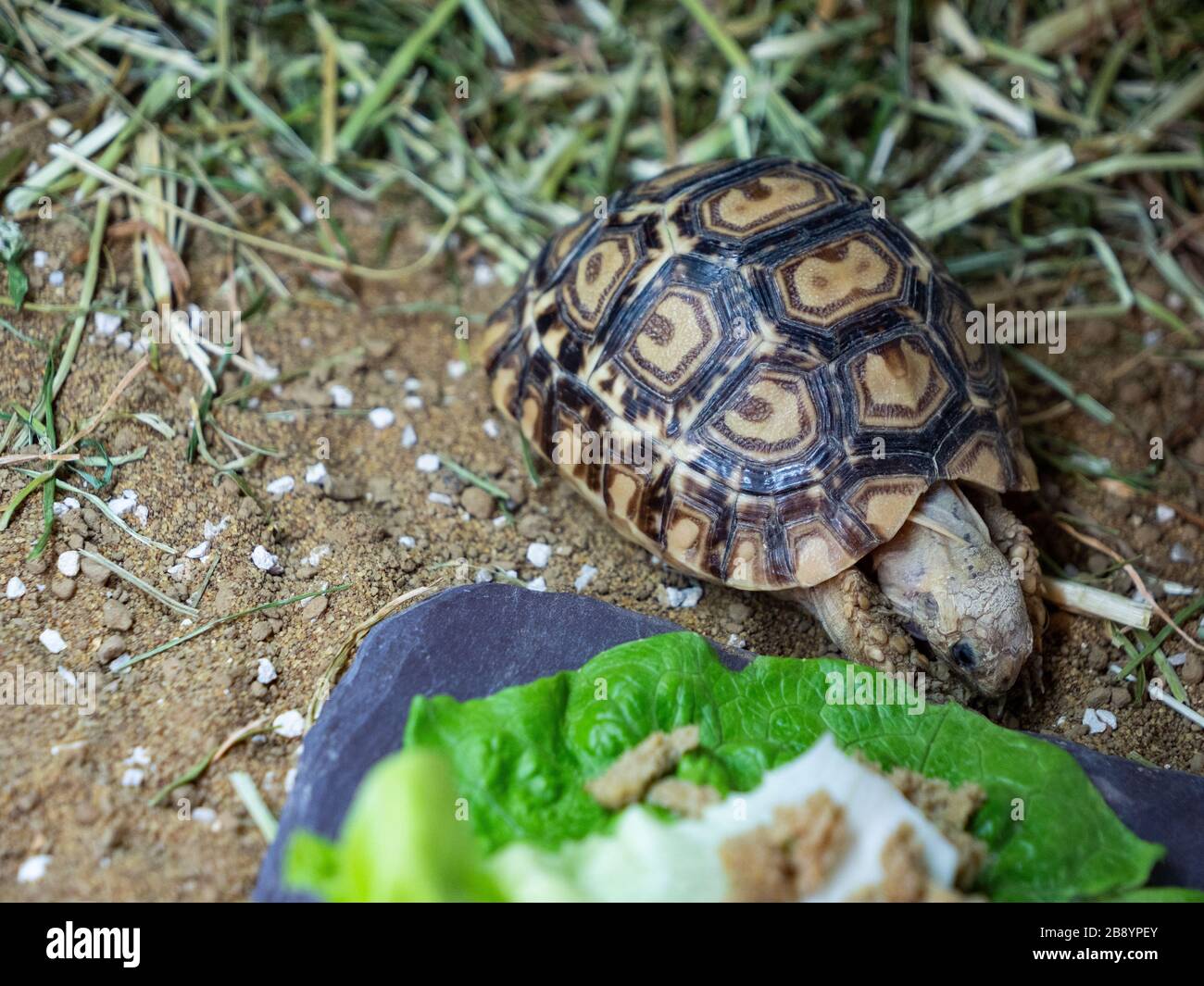 Ein Baby-Leopardenschildkröte kreist seine Beute, den Salat Stockfoto