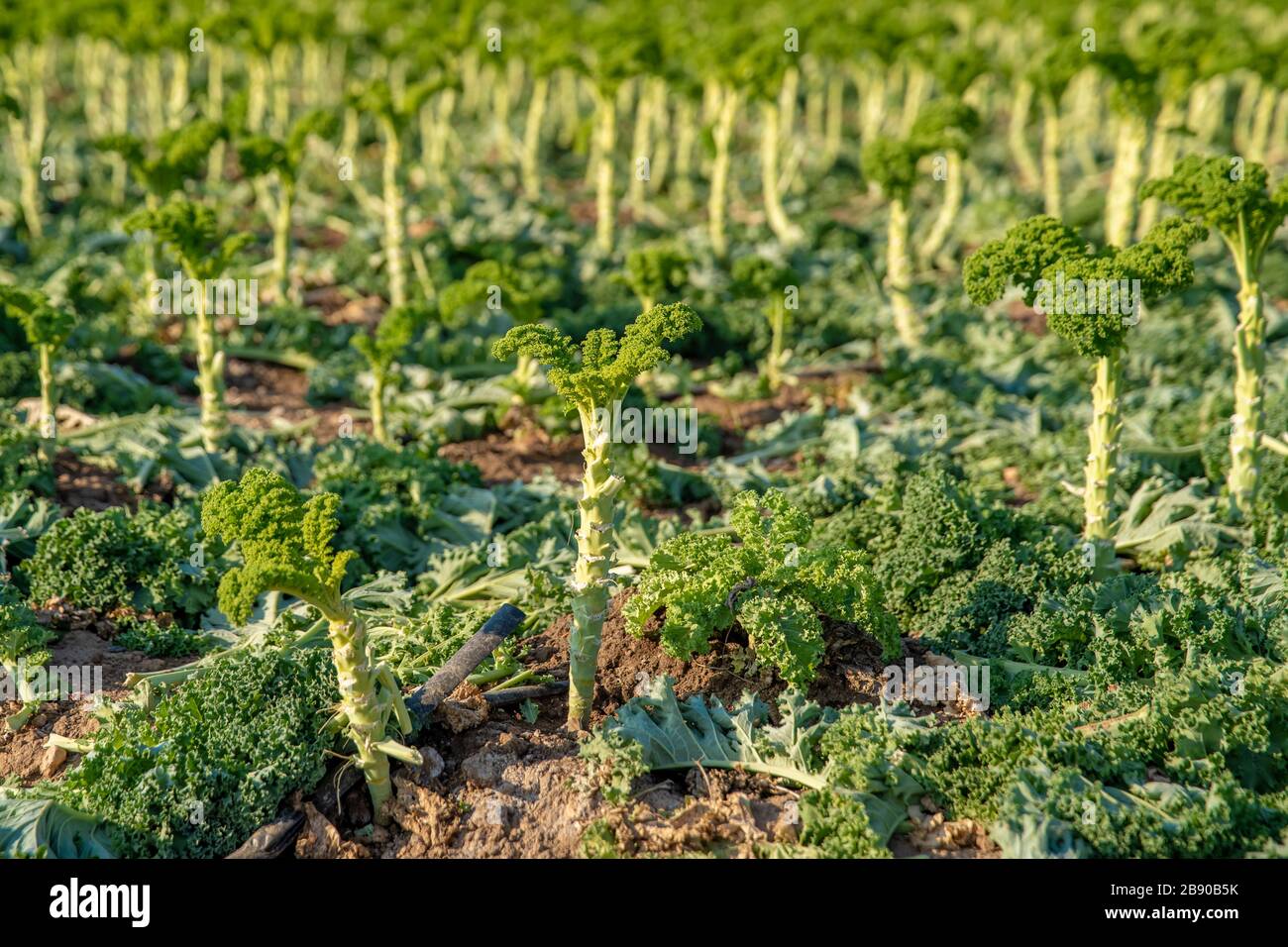 Lockiges Kale, das auf einem Bauernfeld in Spanien angebaut wird Stockfoto