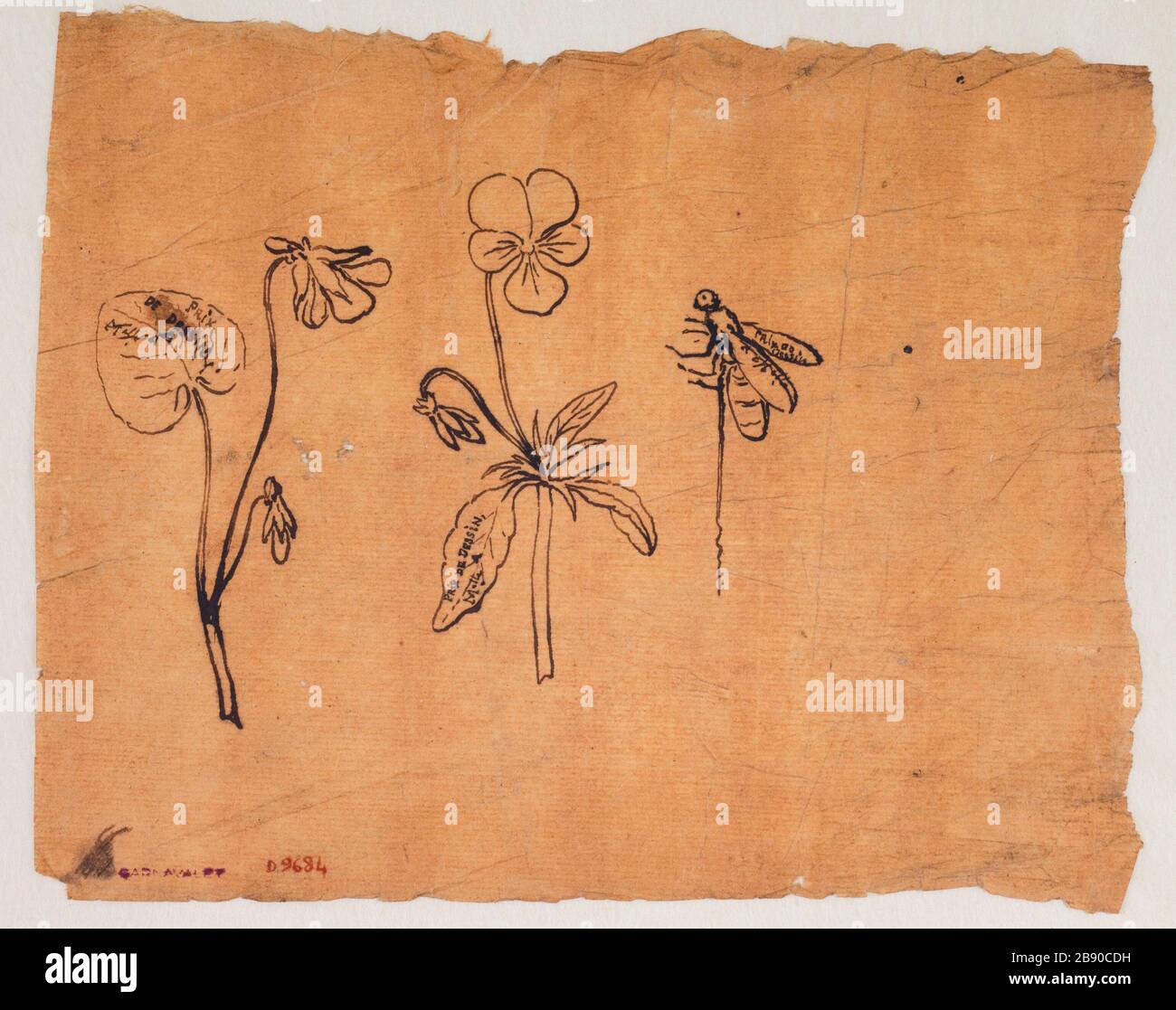 Studie der Blumen, Biene Guillaume Boichot (1735-1814). Etüde de fleurs, abeille. Plume et encre sur Papier brun, 1735-1814. Paris, musée Carnavalet. Stockfoto