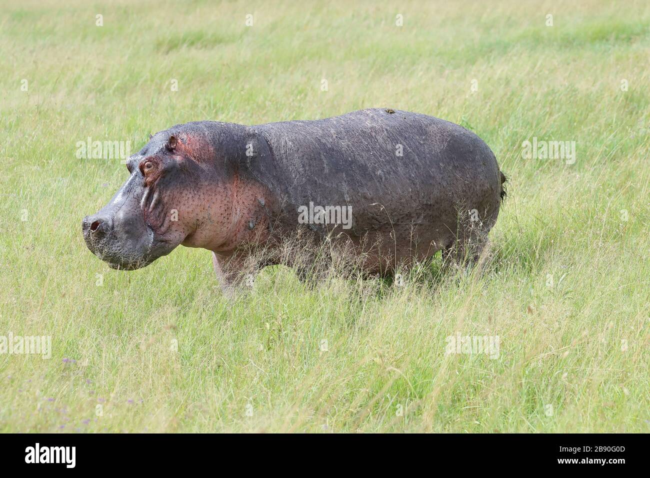 Der Nilpferd, auch als gewöhnliches Nilpferd bezeichnet, ist ein großes, meist pflanzenfressendes, semiaquatisches Säugetier und Huftier, das in Afrika südlich der Sahara beheimatet ist. Stockfoto