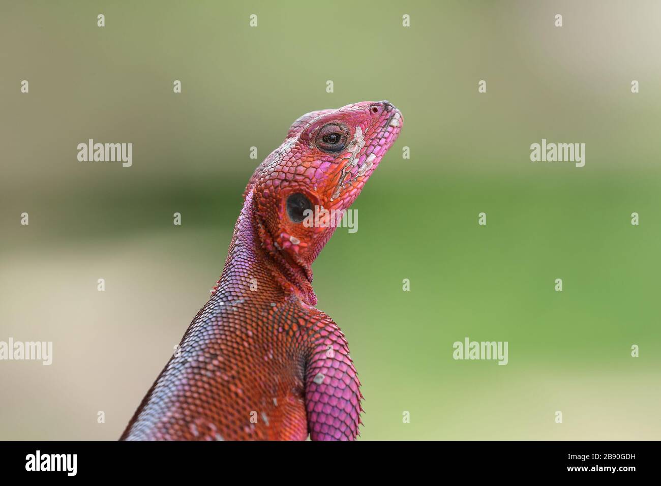 Der gewöhnliche Agama, rotköpfige Felsenagama oder Regenbogenagama ist eine Echsenart aus der Familie der Agamididen, die im größten Teil Afrikas südlich der Sahara vorkommt. Stockfoto