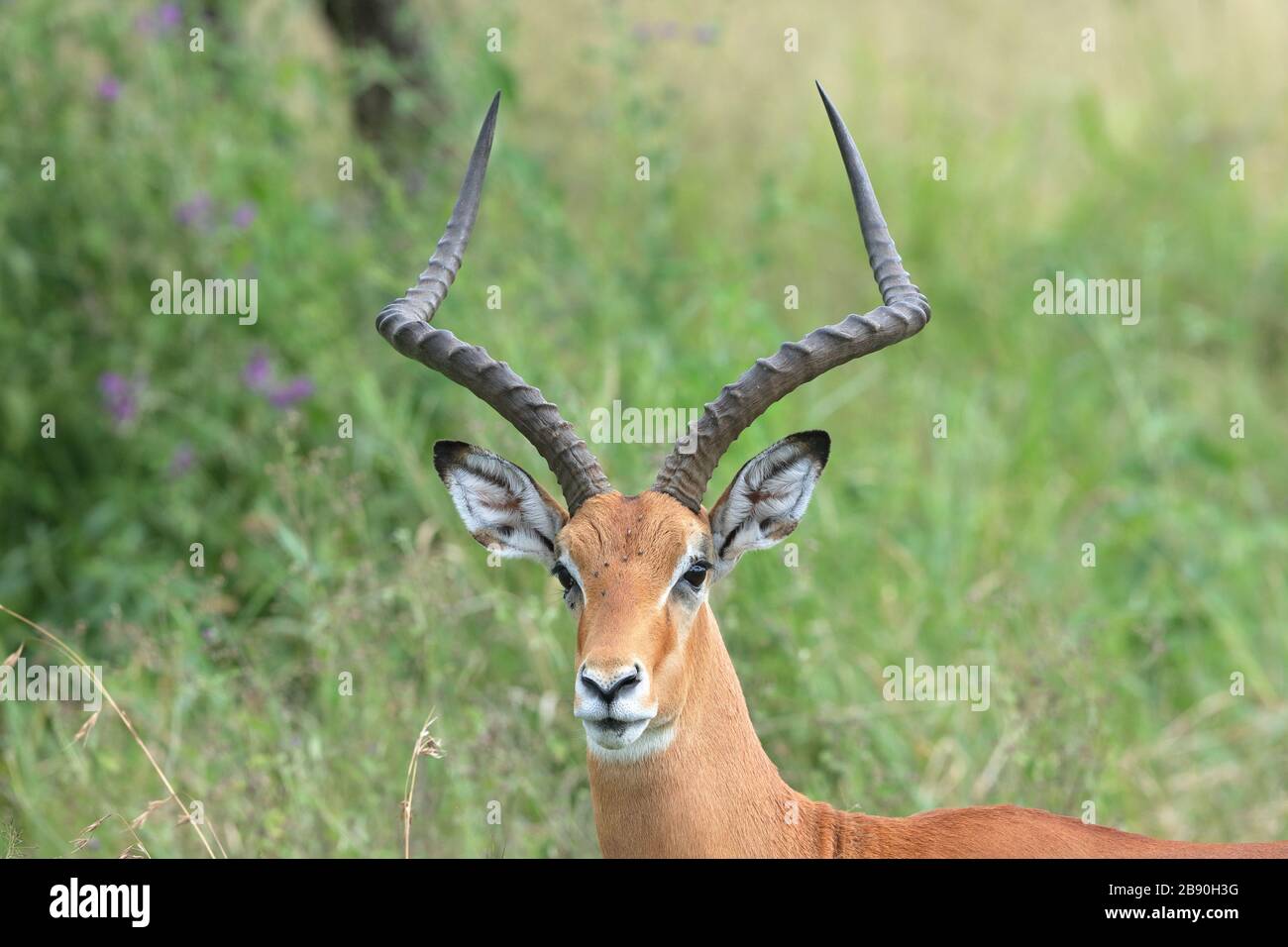 Die Impala ist eine mittelgroße Antilope, die im östlichen und südlichen Afrika vorkommt. Das einzige Mitglied der Gattung Aepyceros. Stockfoto