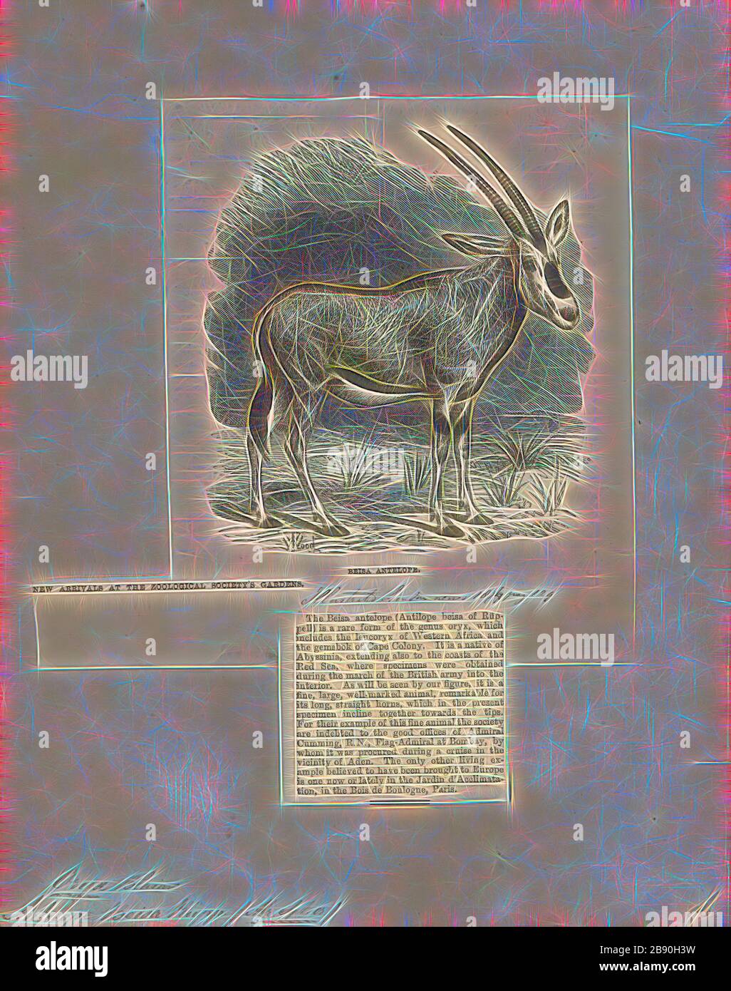 Antilope beisa, Drucken, die Hirschziegenantilope, die Hirschziegenantilope (Antilope cervicapra), auch als die Indische Antilope bekannt, ist eine Antilope in Indien, Nepal und Pakistan. Die hirschziegenantilope ist die einzige ihrer Art der Gattung Antilope. Die Art wurde beschrieben und seine binomial Name durch schwedische Zoologe Carl Linnaeus im Jahre 1758 gegeben. Zwei Unterarten anerkannt sind. Sie steht bis zu 74 bis 84 cm (29 bis 33 in) hoch an der Schulter. Männchen wiegen 20 - 57 kg (44 126 lb), durchschnittlich 38 kg (84 lb). Frauen sind leichter, mit einem Gewicht von 20 - 33 kg (44 - 73 lb) oder 27 kg (60 lb) im Durchschnitt. Der lange, beringt Hörner, 35 - 75 cm (14 - Stockfoto