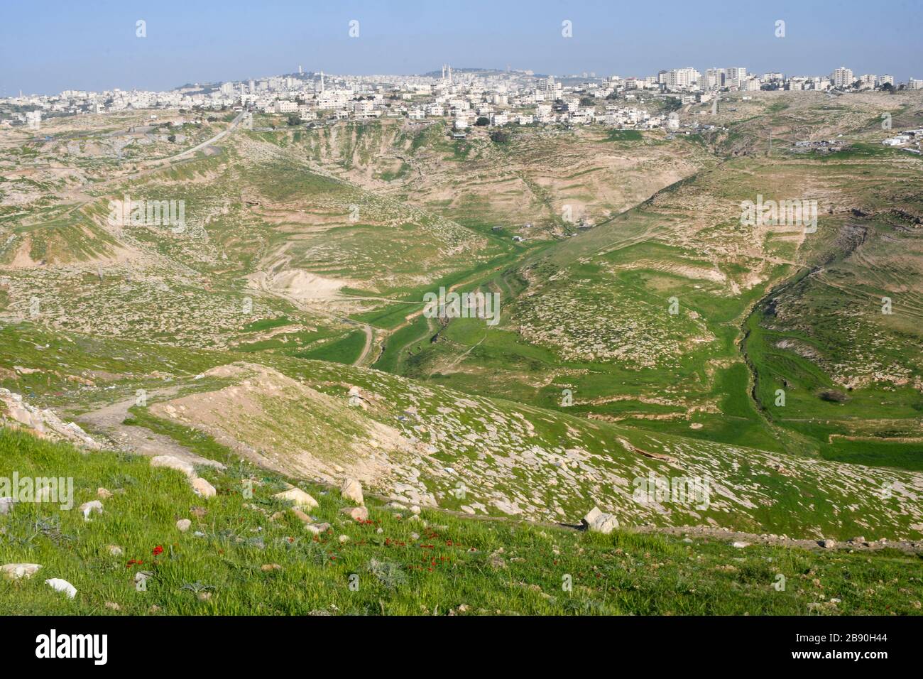 Nach einer seltenen Regenzeit in der Negev-Wüste, Israel, sprießen unzählige Wildblumen und blühen. Fotografiert Kidron Valley, Judaean Desert, W Stockfoto