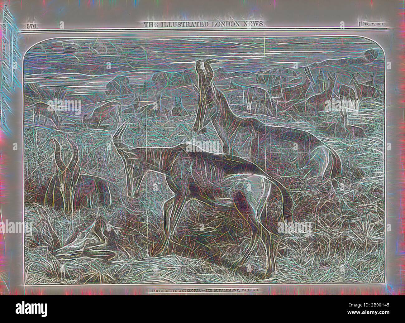 Antilope bubalis", Drucken, die Hirschziegenantilope, die Hirschziegenantilope (Antilope cervicapra), auch als die Indische Antilope bekannt, ist eine Antilope in Indien, Nepal und Pakistan. Die hirschziegenantilope ist die einzige ihrer Art der Gattung Antilope. Die Art wurde beschrieben und seine binomial Name durch schwedische Zoologe Carl Linnaeus im Jahre 1758 gegeben. Zwei Unterarten anerkannt sind. Sie steht bis zu 74 bis 84 cm (29 bis 33 in) hoch an der Schulter. Männchen wiegen 20 - 57 kg (44 126 lb), durchschnittlich 38 kg (84 lb). Frauen sind leichter, mit einem Gewicht von 20 - 33 kg (44 - 73 lb) oder 27 kg (60 lb) im Durchschnitt. Der lange, beringt Hörner, 35 - 75 cm (1. Stockfoto