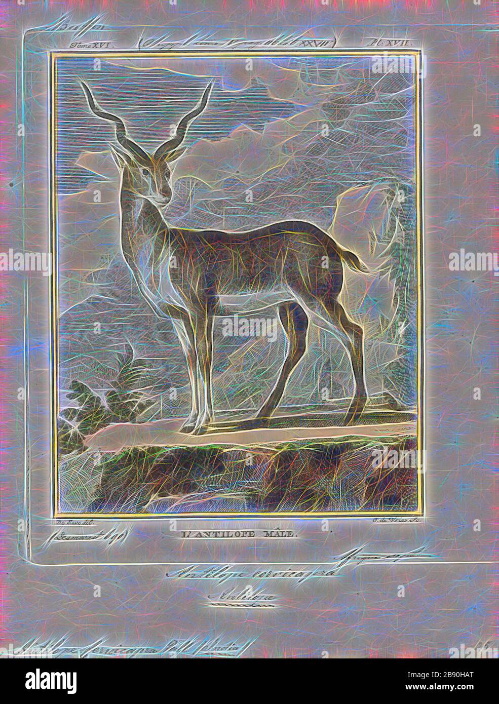 Antilope cervicapra, Ausdrucken, die Hirschziegenantilope (Antilope cervicapra), auch als die Indische Antilope bekannt, ist eine Antilope in Indien, Nepal und Pakistan. Die hirschziegenantilope ist die einzige ihrer Art der Gattung Antilope. Die Art wurde beschrieben und seine binomial Name durch schwedische Zoologe Carl Linnaeus im Jahre 1758 gegeben. Zwei Unterarten anerkannt sind. Sie steht bis zu 74 bis 84 cm (29 bis 33 in) hoch an der Schulter. Männchen wiegen 20 - 57 kg (44 126 lb), durchschnittlich 38 kg (84 lb). Frauen sind leichter, mit einem Gewicht von 20 - 33 kg (44 - 73 lb) oder 27 kg (60 lb) im Durchschnitt. Der lange, beringt Hörner, 35 - 75 cm (14 - 30). Stockfoto