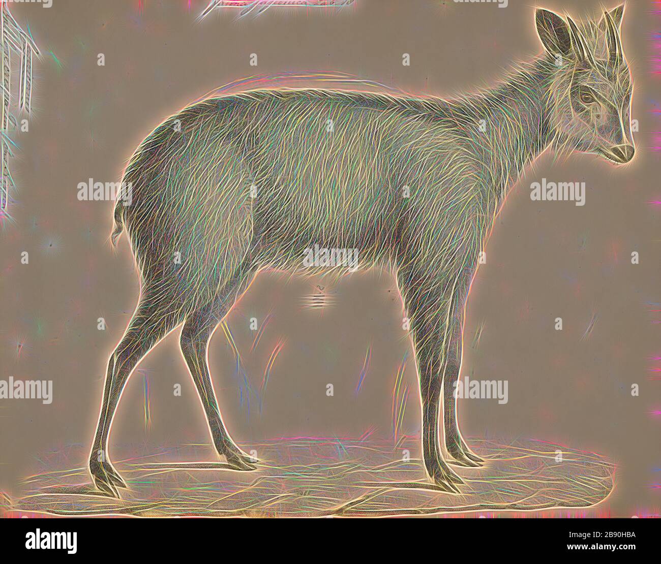 Antilope crispa, Drucken, die Hirschziegenantilope, die Hirschziegenantilope (Antilope cervicapra), auch als die Indische Antilope bekannt, ist eine Antilope in Indien, Nepal und Pakistan. Die hirschziegenantilope ist die einzige ihrer Art der Gattung Antilope. Die Art wurde beschrieben und seine binomial Name durch schwedische Zoologe Carl Linnaeus im Jahre 1758 gegeben. Zwei Unterarten anerkannt sind. Sie steht bis zu 74 bis 84 cm (29 bis 33 in) hoch an der Schulter. Männchen wiegen 20 - 57 kg (44 126 lb), durchschnittlich 38 kg (84 lb). Frauen sind leichter, mit einem Gewicht von 20 - 33 kg (44 - 73 lb) oder 27 kg (60 lb) im Durchschnitt. Der lange, beringt Hörner, 35 - 75 cm (14 Stockfoto