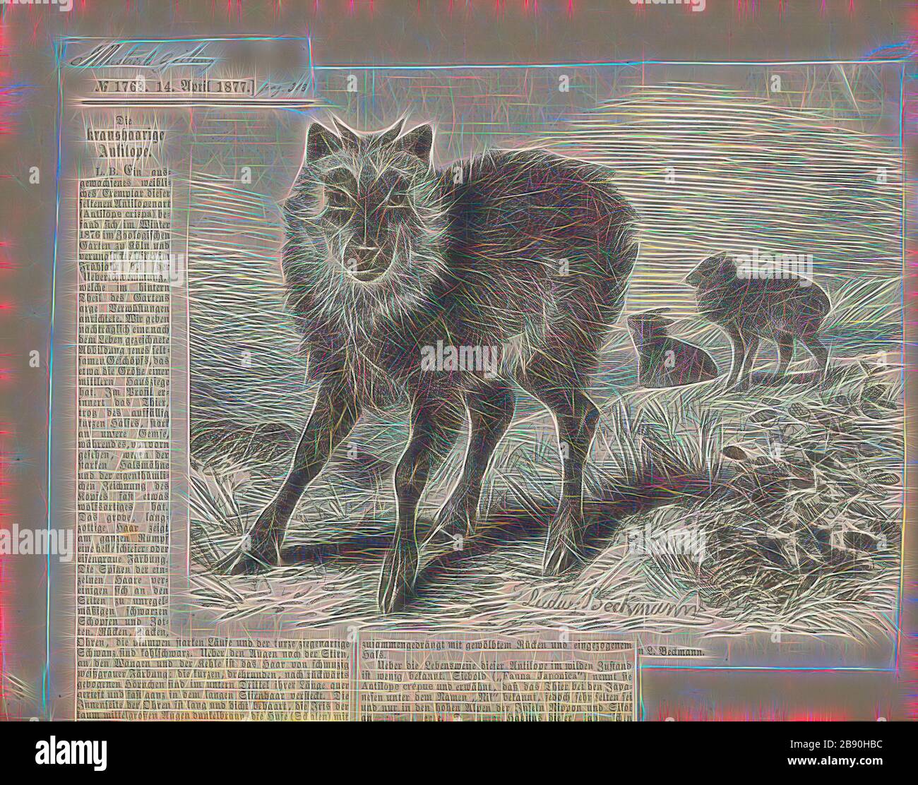 Antilope crispa, Drucken, die Hirschziegenantilope, die Hirschziegenantilope (Antilope cervicapra), auch als die Indische Antilope bekannt, ist eine Antilope in Indien, Nepal und Pakistan. Die hirschziegenantilope ist die einzige ihrer Art der Gattung Antilope. Die Art wurde beschrieben und seine binomial Name durch schwedische Zoologe Carl Linnaeus im Jahre 1758 gegeben. Zwei Unterarten anerkannt sind. Sie steht bis zu 74 bis 84 cm (29 bis 33 in) hoch an der Schulter. Männchen wiegen 20 - 57 kg (44 126 lb), durchschnittlich 38 kg (84 lb). Frauen sind leichter, mit einem Gewicht von 20 - 33 kg (44 - 73 lb) oder 27 kg (60 lb) im Durchschnitt. Der lange, beringt Hörner, 35 - 75 cm (14 Stockfoto