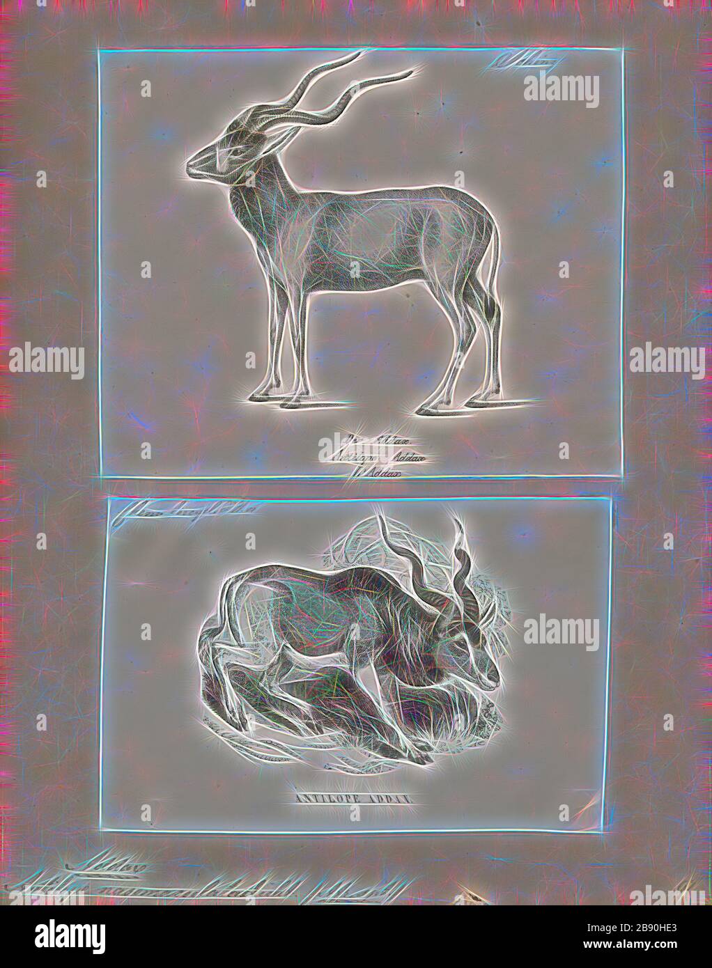Antilope nasomaculata, Drucken, die Hirschziegenantilope, die Hirschziegenantilope (Antilope cervicapra), auch als die Indische Antilope bekannt, ist eine Antilope in Indien, Nepal und Pakistan. Die hirschziegenantilope ist die einzige ihrer Art der Gattung Antilope. Die Art wurde beschrieben und seine binomial Name durch schwedische Zoologe Carl Linnaeus im Jahre 1758 gegeben. Zwei Unterarten anerkannt sind. Sie steht bis zu 74 bis 84 cm (29 bis 33 in) hoch an der Schulter. Männchen wiegen 20 - 57 kg (44 126 lb), durchschnittlich 38 kg (84 lb). Frauen sind leichter, mit einem Gewicht von 20 - 33 kg (44 - 73 lb) oder 27 kg (60 lb) im Durchschnitt. Der lange, beringt Hörner, 35 - 75 Stockfoto