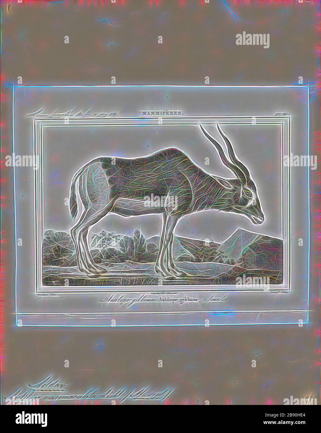 Antilope nasomaculata, Drucken, die Hirschziegenantilope, die Hirschziegenantilope (Antilope cervicapra), auch als die Indische Antilope bekannt, ist eine Antilope in Indien, Nepal und Pakistan. Die hirschziegenantilope ist die einzige ihrer Art der Gattung Antilope. Die Art wurde beschrieben und seine binomial Name durch schwedische Zoologe Carl Linnaeus im Jahre 1758 gegeben. Zwei Unterarten anerkannt sind. Sie steht bis zu 74 bis 84 cm (29 bis 33 in) hoch an der Schulter. Männchen wiegen 20 - 57 kg (44 126 lb), durchschnittlich 38 kg (84 lb). Frauen sind leichter, mit einem Gewicht von 20 - 33 kg (44 - 73 lb) oder 27 kg (60 lb) im Durchschnitt. Der lange, beringt Hörner, 35 - 75 Stockfoto