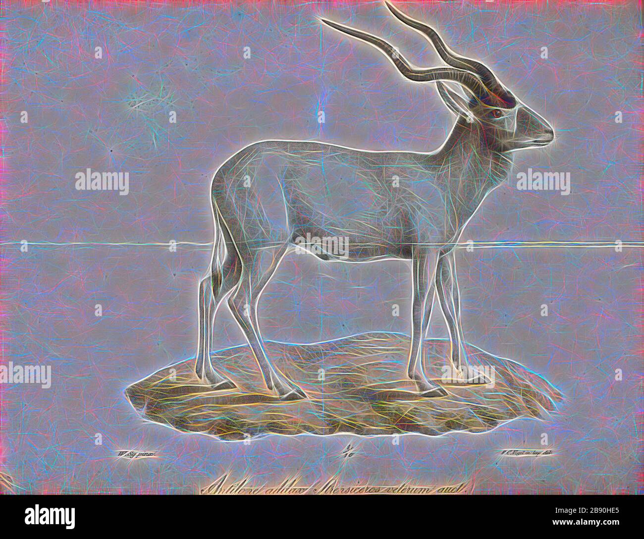 Antilope nasomaculata, Drucken, die Hirschziegenantilope, die Hirschziegenantilope (Antilope cervicapra), auch als die Indische Antilope bekannt, ist eine Antilope in Indien, Nepal und Pakistan. Die hirschziegenantilope ist die einzige ihrer Art der Gattung Antilope. Die Art wurde beschrieben und seine binomial Name durch schwedische Zoologe Carl Linnaeus im Jahre 1758 gegeben. Zwei Unterarten anerkannt sind. Sie steht bis zu 74 bis 84 cm (29 bis 33 in) hoch an der Schulter. Männchen wiegen 20 - 57 kg (44 126 lb), durchschnittlich 38 kg (84 lb). Frauen sind leichter, mit einem Gewicht von 20 - 33 kg (44 - 73 lb) oder 27 kg (60 lb) im Durchschnitt. Der lange, beringt Hörner, 35 - 75 Stockfoto